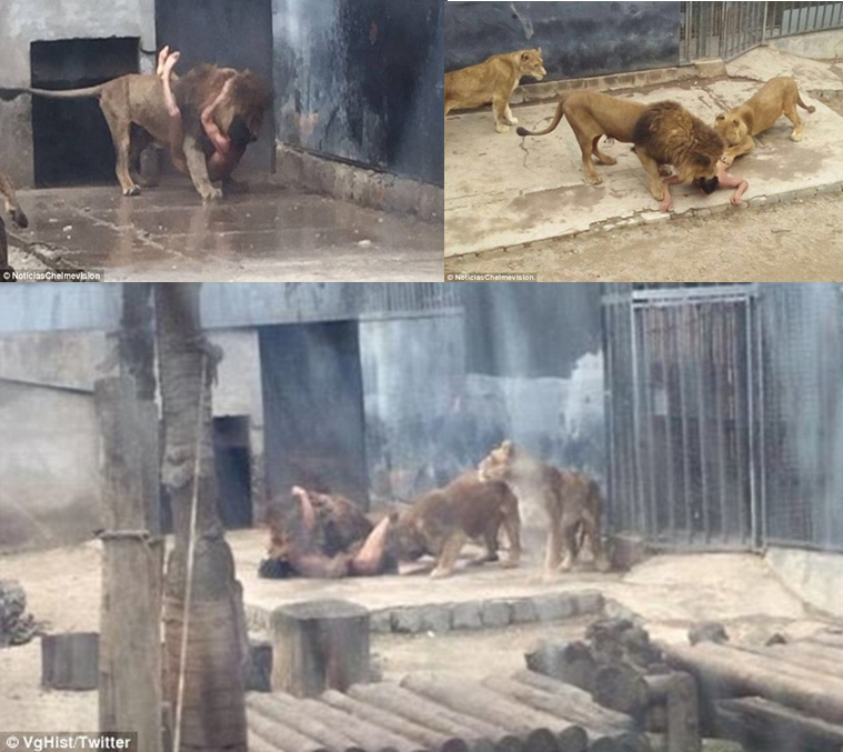 A man throws himself into the lions' pen! Terrifying!