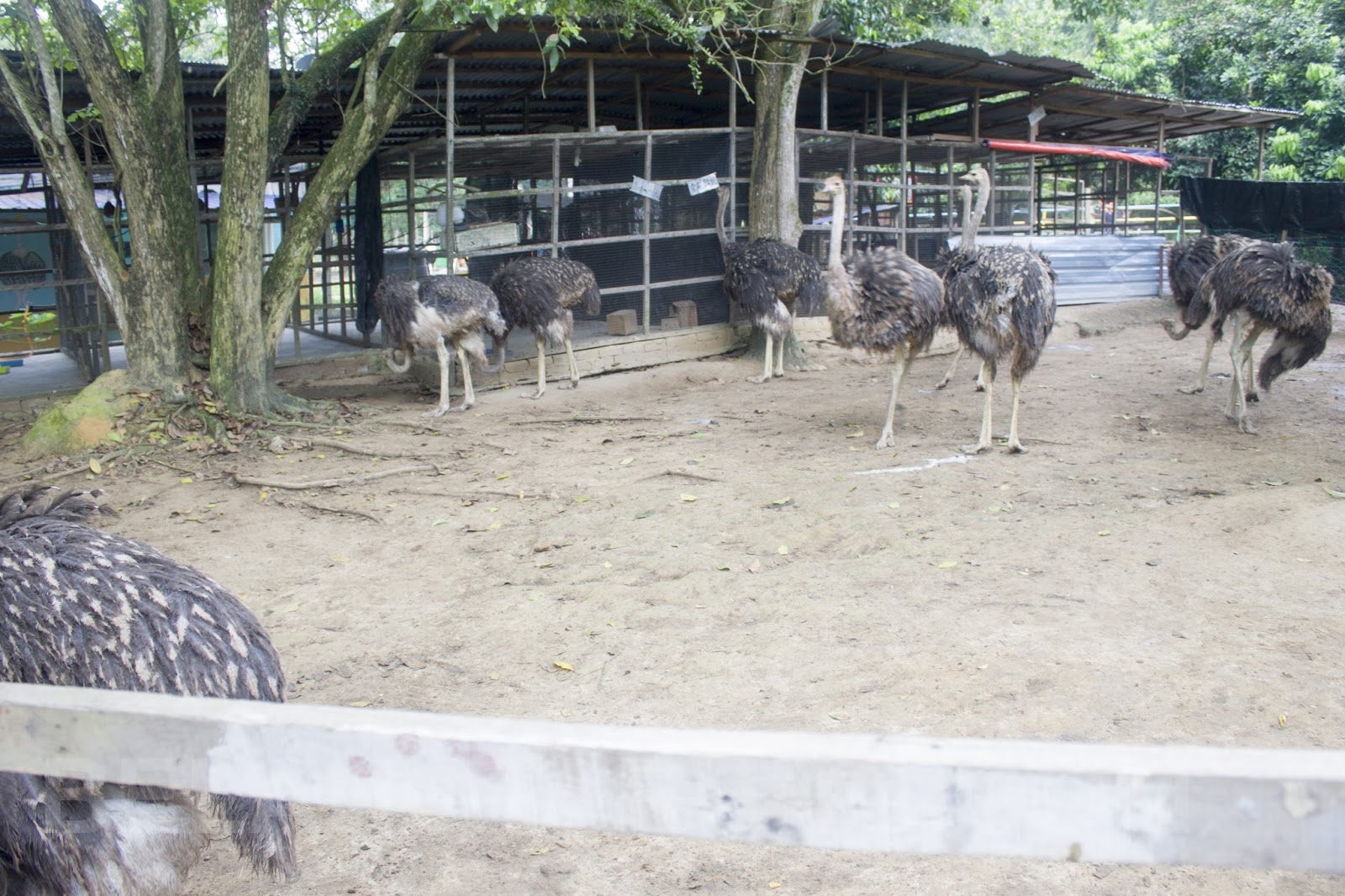 Pengalaman Bersama Burung Unta Di Pd Ostrich Show Farm Travel