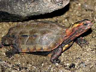 Ryukyu Black-breasted Leaf Turtle | Animal Wildlife