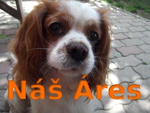 ♥ Cavalier King Charles Španiel ♥