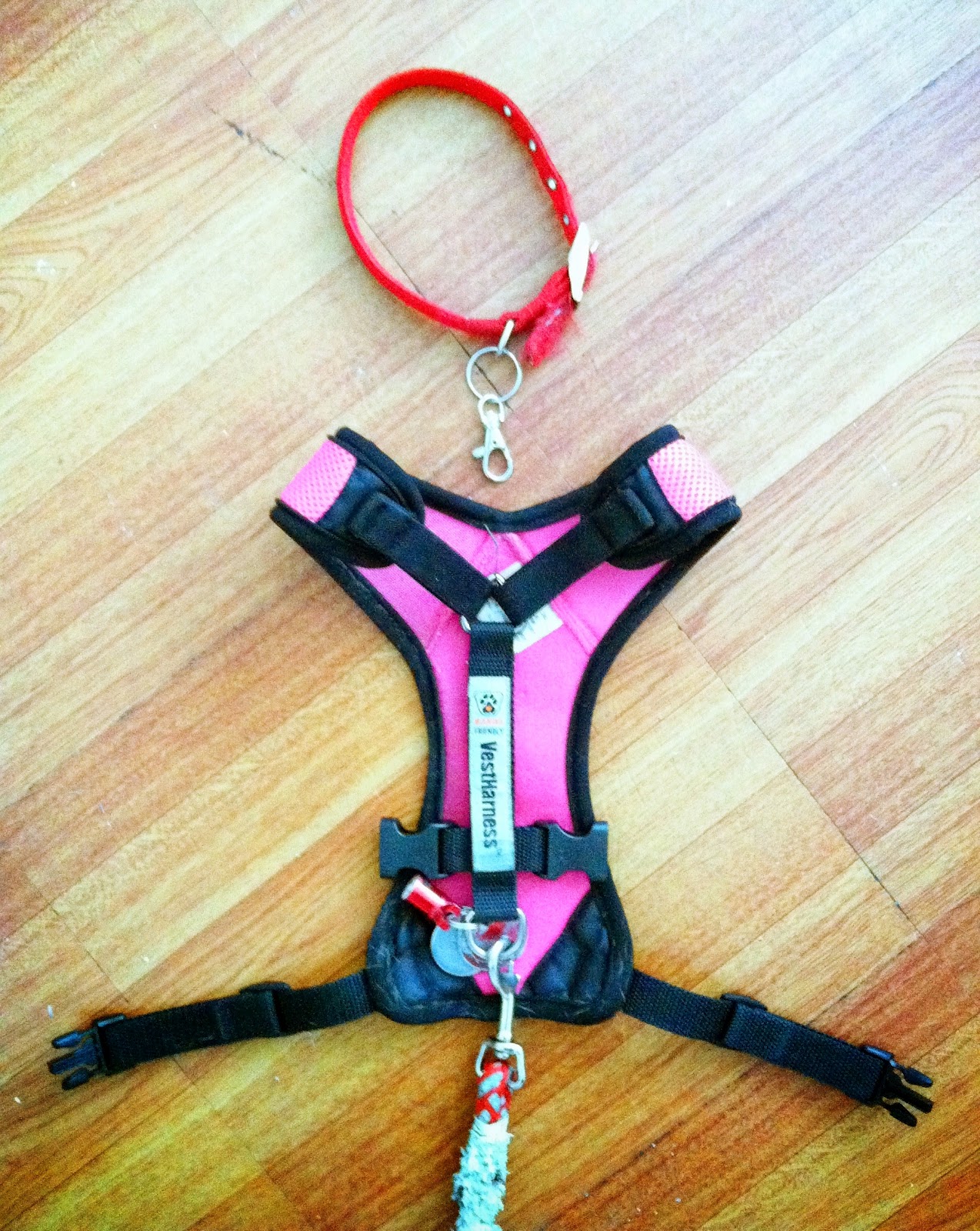 The Adventures of Ruffwonder and Pupfury How to prevent your dog from