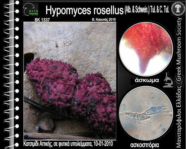 Hypomyces rosellus (Alb. & Schwein.) Tul. & C. Tul.