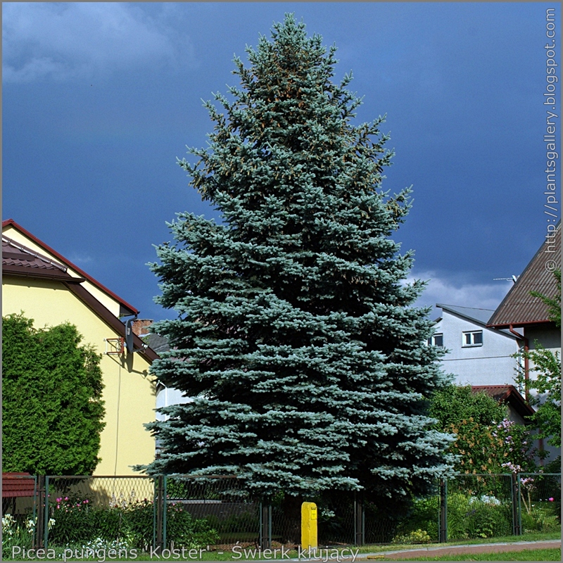 Picea pungens 'Koster' habit - Świerk kłujący 'Koster' pokrój 