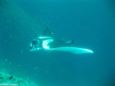 Manta Ray at Hin Muang, near Koh Lanta, Thailand