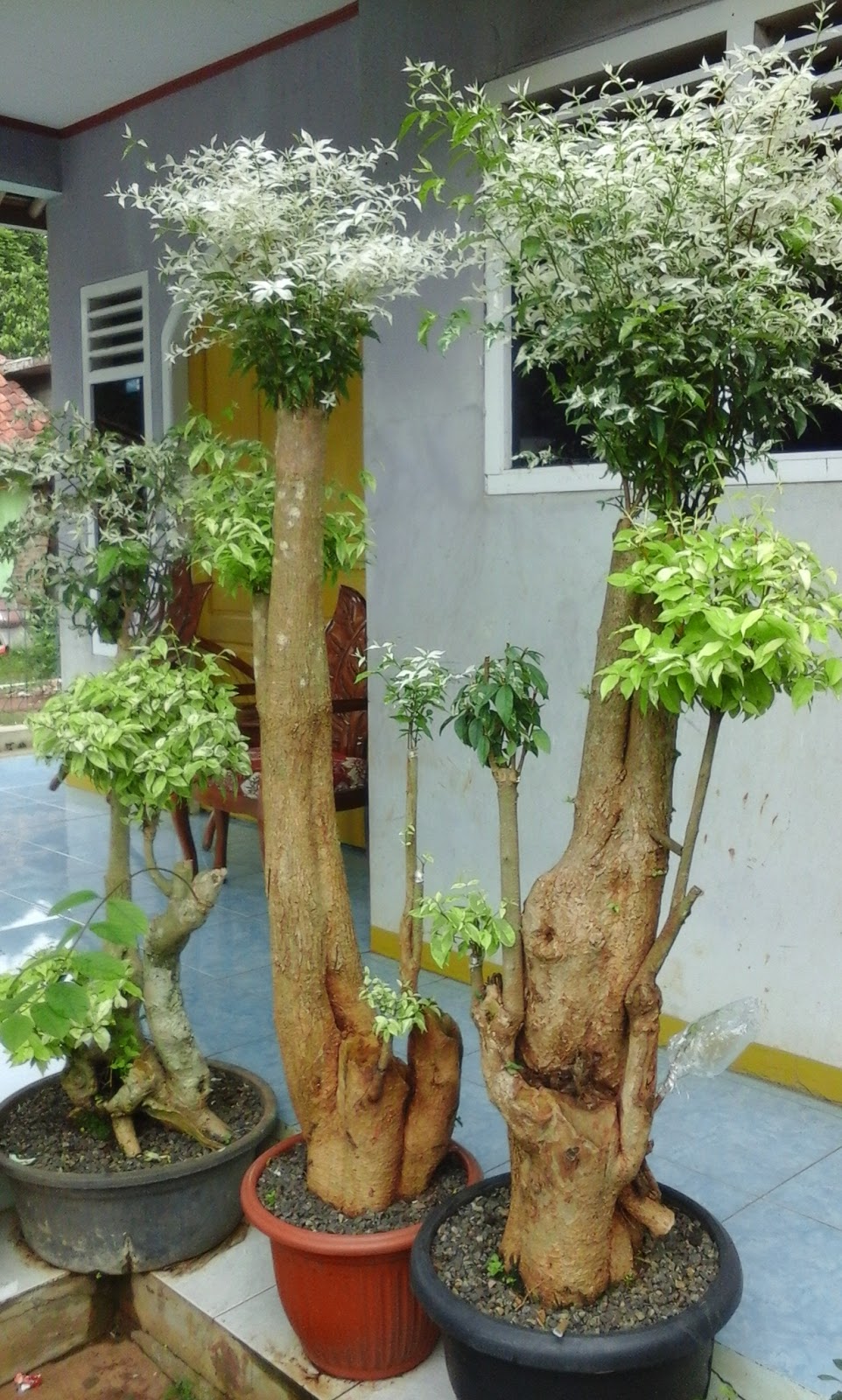 Bonsai Jalitri Anting Putri Gambar Bonsai 2020