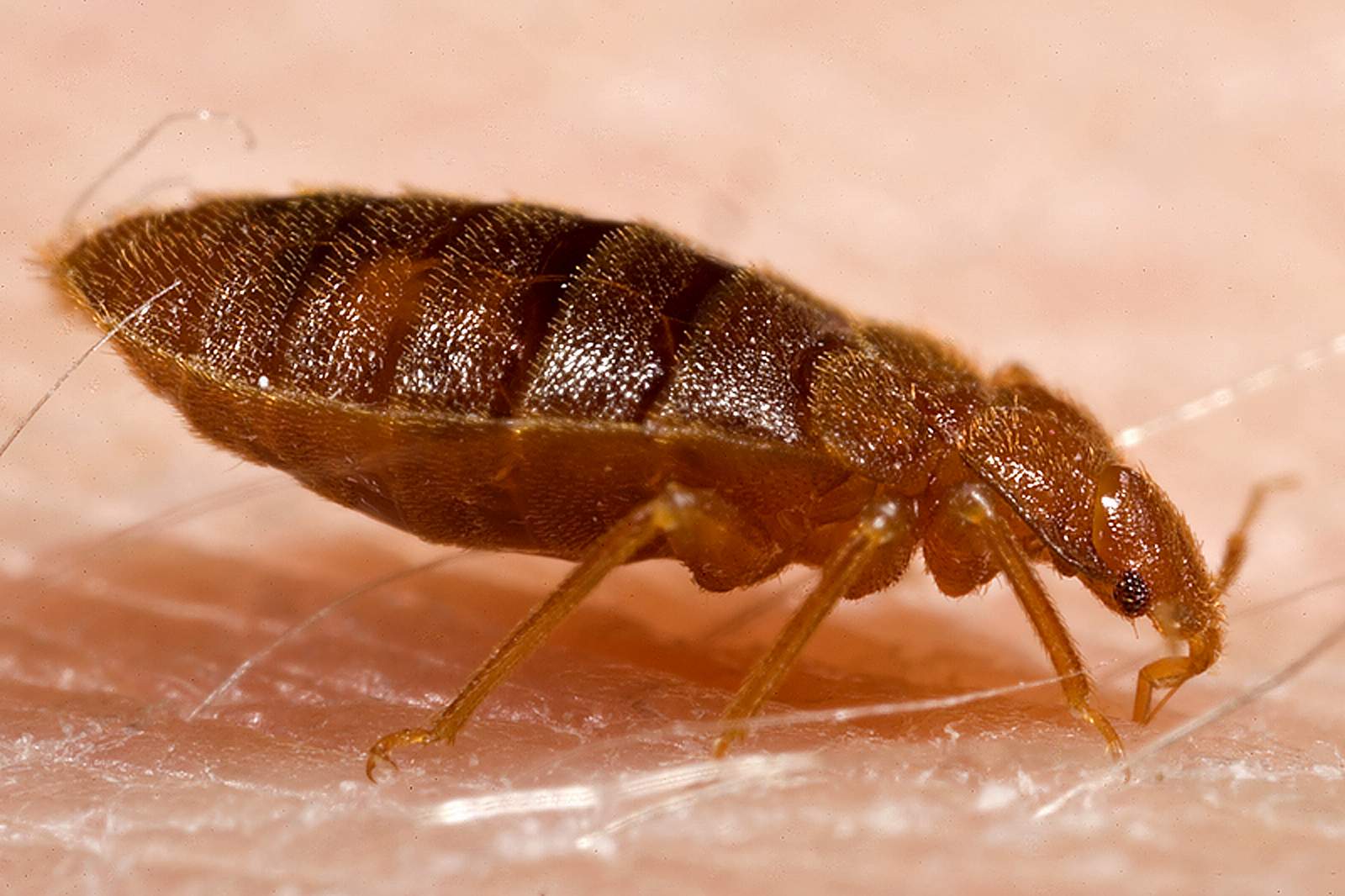 Bed Bug Insects World