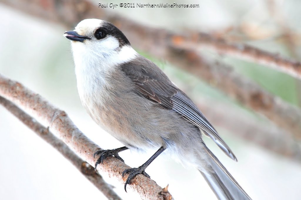 Northern Maine Birds Winter Wrap up 2011