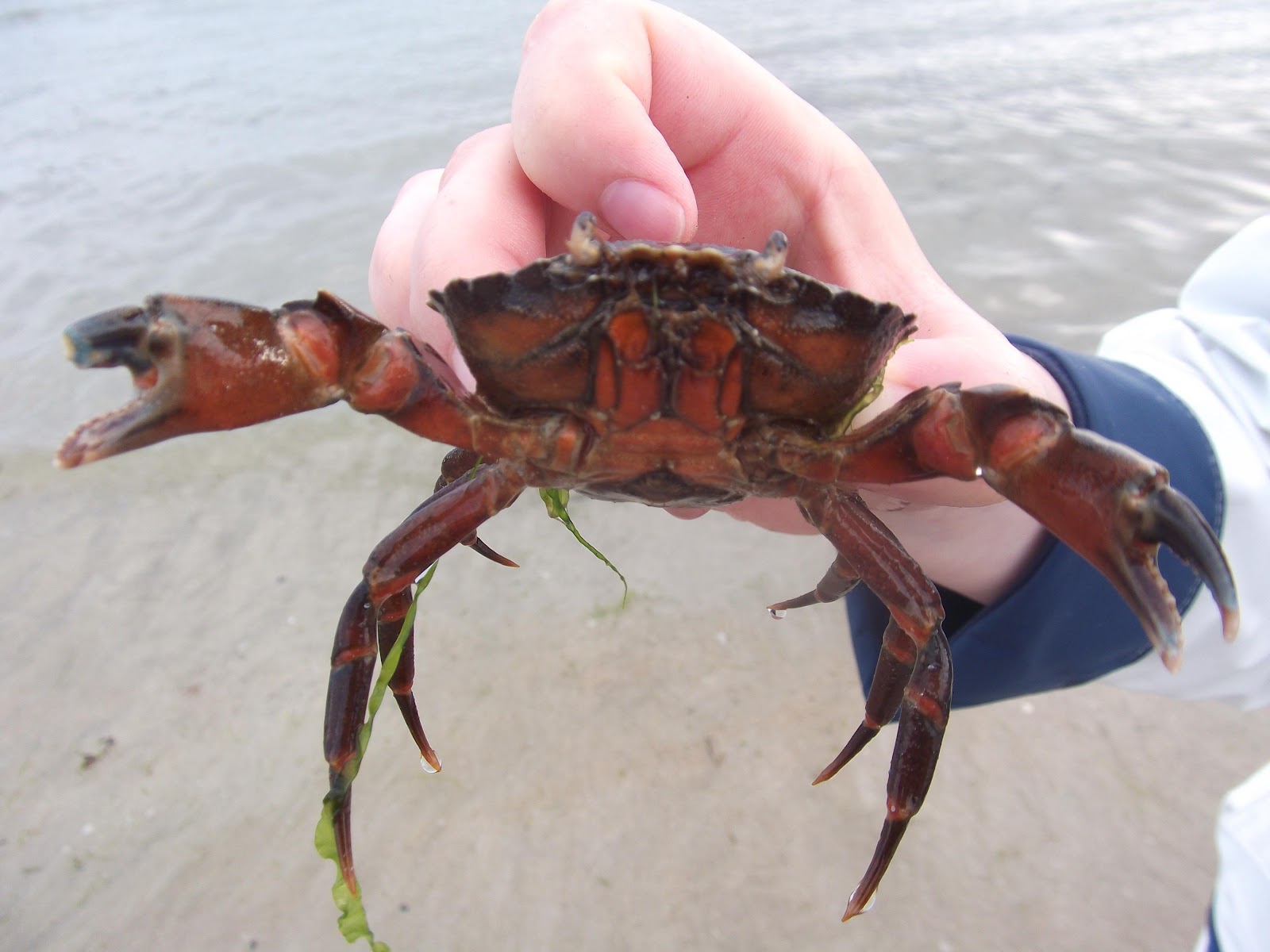 Cage à Crabes Et écrevisses En Métal - Pour Pêche En Rivière, Lac, Mer - Dispositif De Capture Pratique - Baoblaze