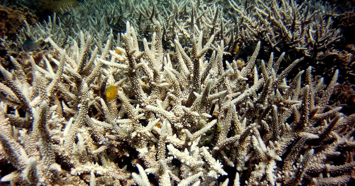 The Aquaculturists 11/05/2016 Death of coral stops fish