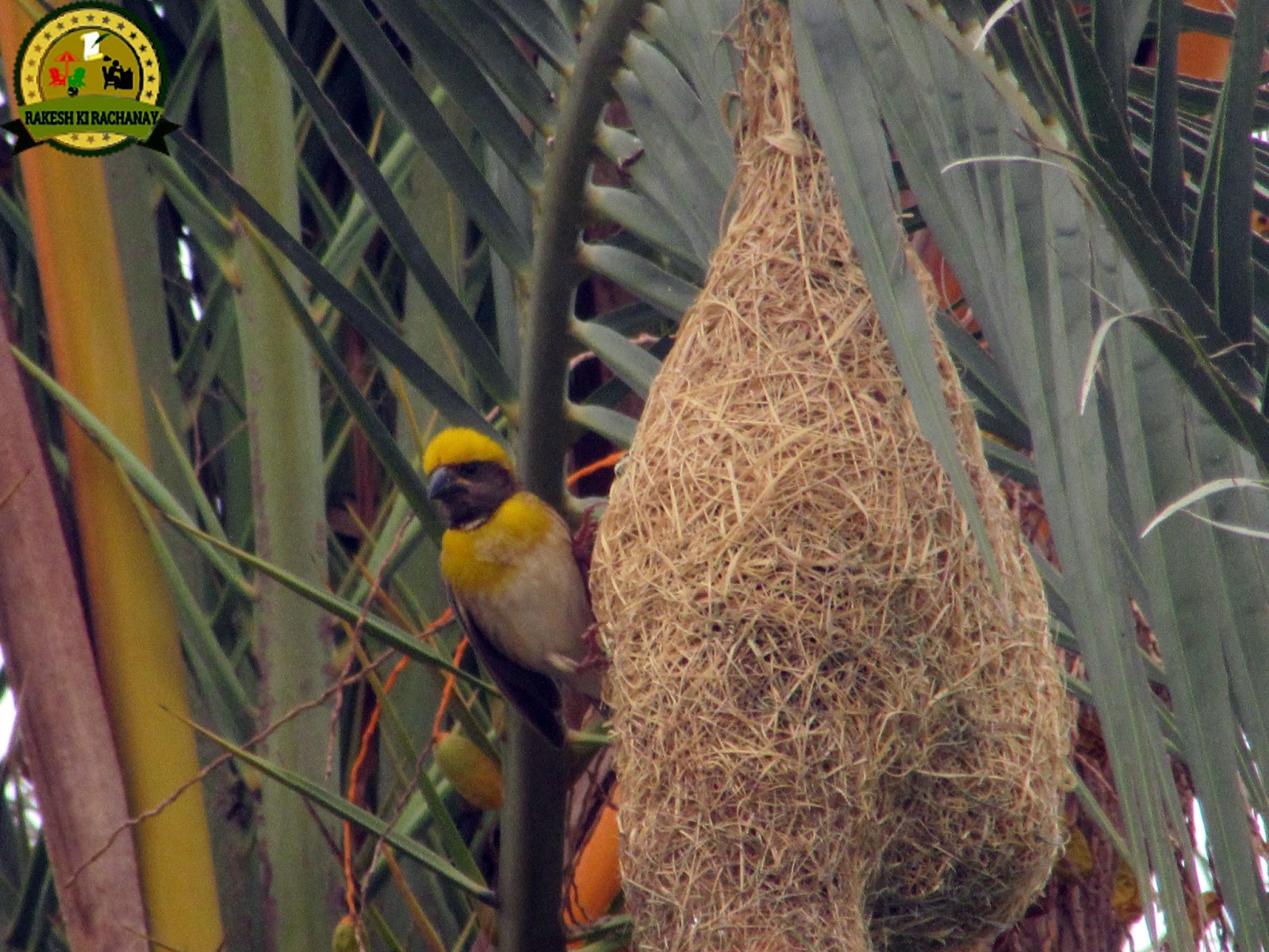 rakesh ki rachana à¤« à¤ à¤ à¤° à¤« à¤ªà¤ à¤· 34 photography bird 34 rakesh ki rachana à¤« à¤ à¤ à¤° à¤« à¤ªà¤ à¤· 34 photography bird 34