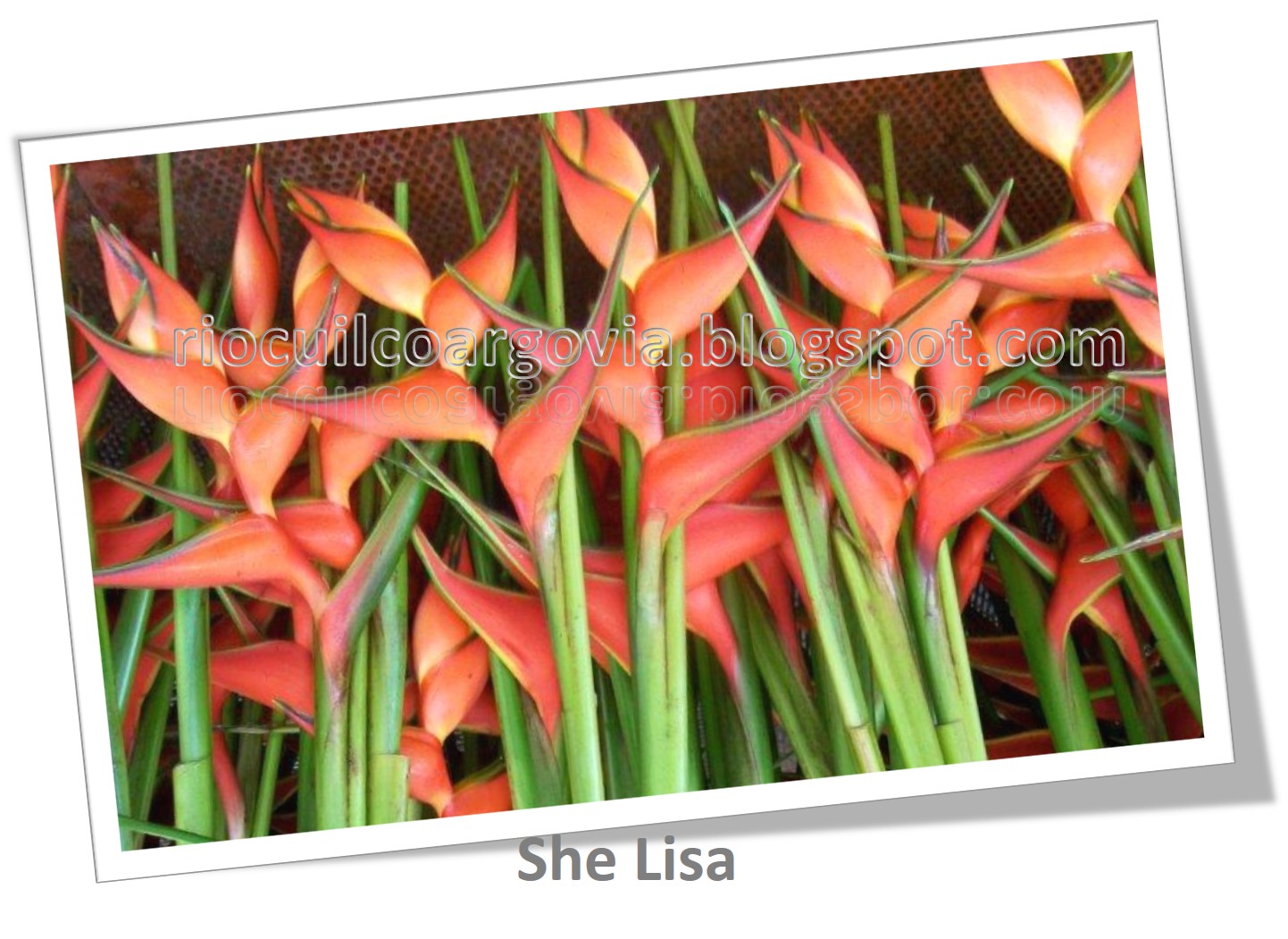 Flores de Río Cuilco