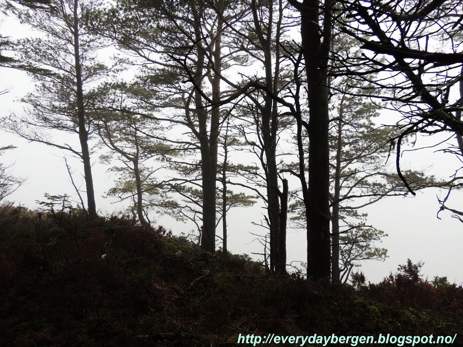 Misty wet forrest