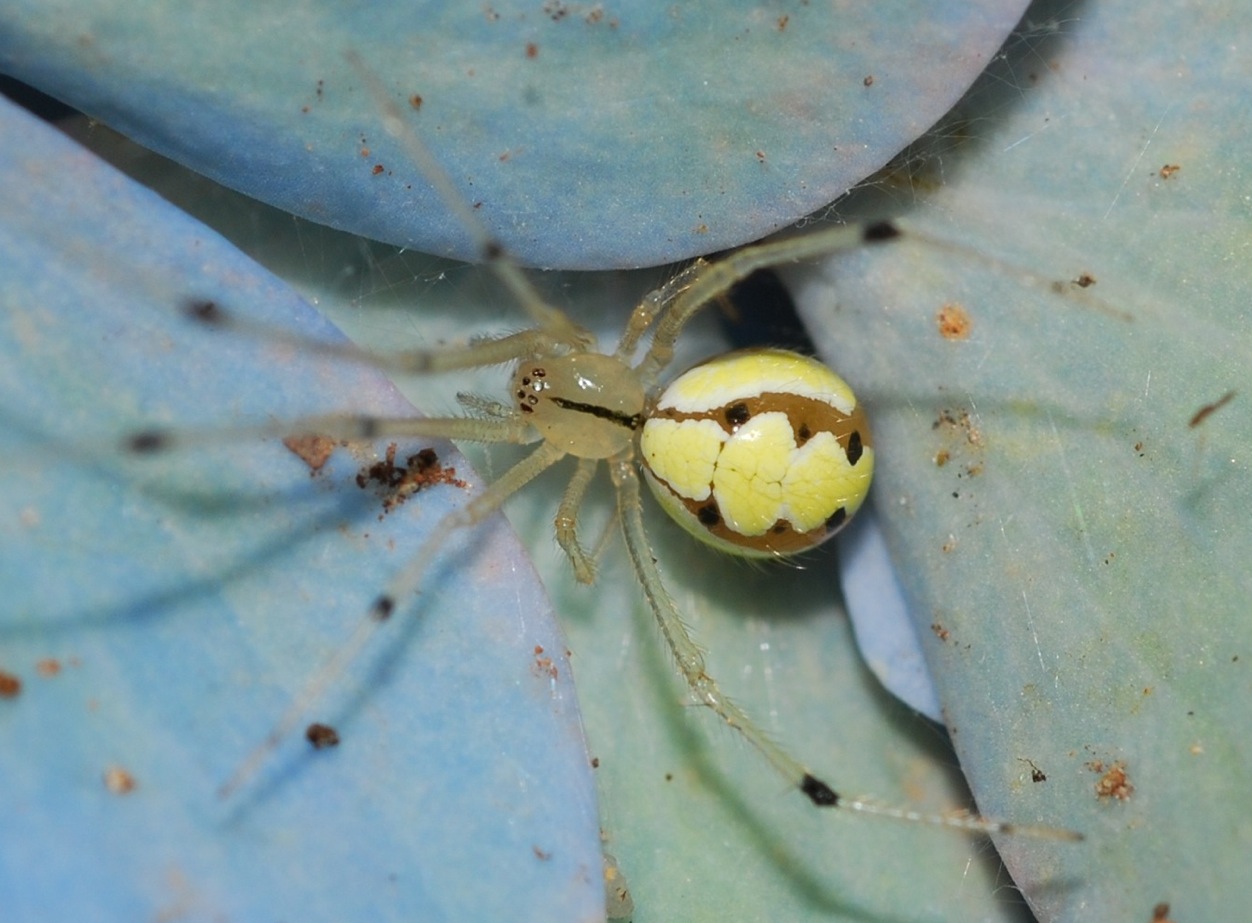 Bosque despierto: Araña amarilla