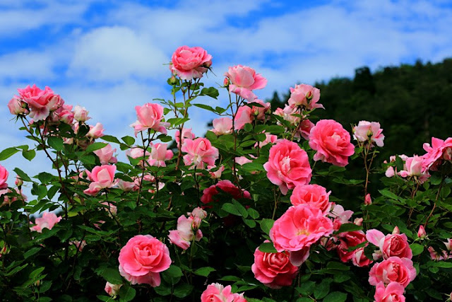 16 Taman  Bunga  Yang Wajib di Kunjungi di Jepang Bagian 1 