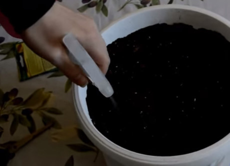 Học cách trồng dưa hấu sọc vàng đang gây sốt xình xịch - Ảnh 5 Hoc cach trong dua hau soc vang dang gay sot xinh xich - Anh 5