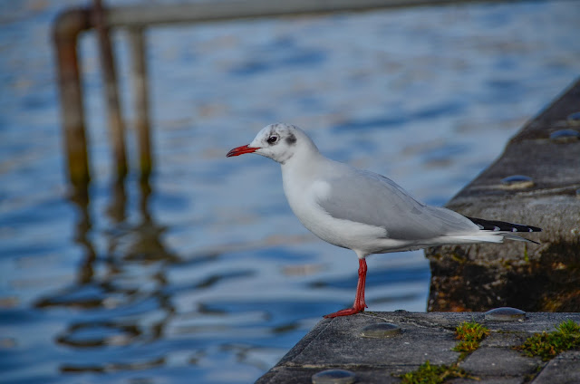 Gulls in Ohrid Lake