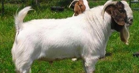 Pengertian Lengkap Aqiqah dan Cara Lengkap Melaksanakan Aqiqah dengan