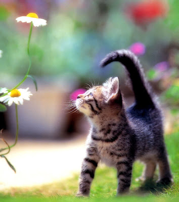  cute kitty photo 