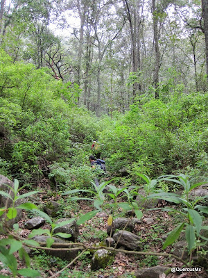 En la parte baja de la barranca del cráter (barranca del 20) - Volcán de Tequila