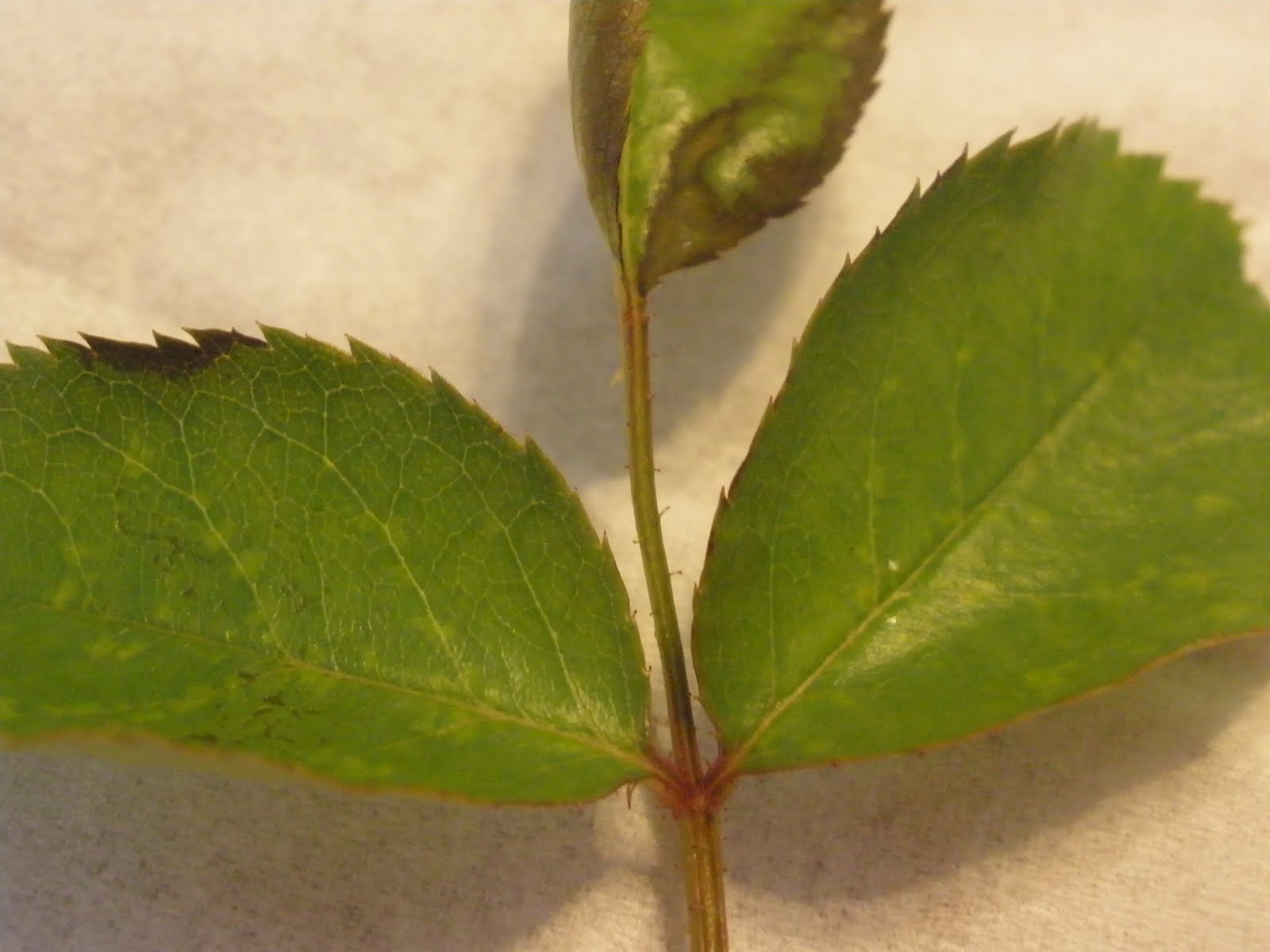 Casa Mariposa HELP! What's wrong with my rose?