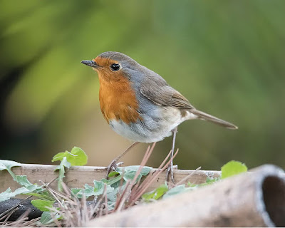 Pit-roig (Erithacus rubecula)