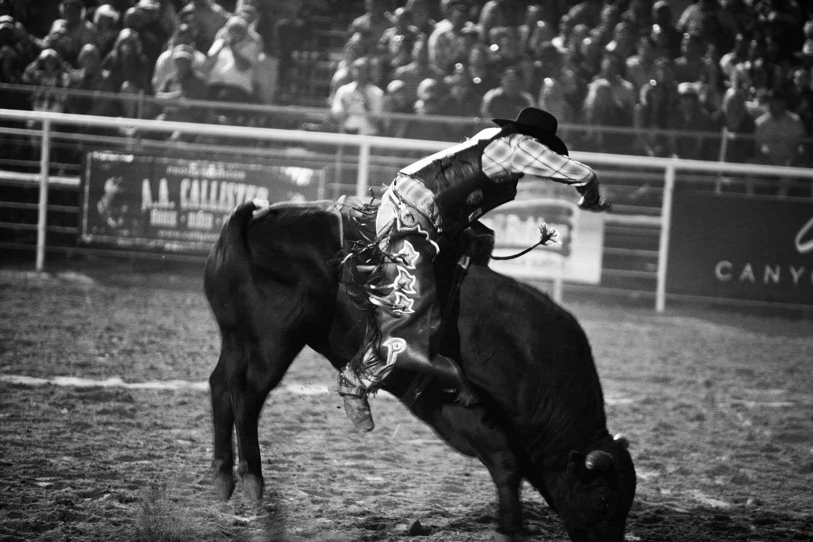 LindsayDanielsPhotography: Photo Series: Bull Rider