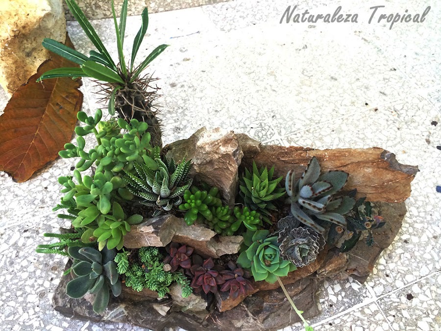 Como queda un desierto para jardines muy pequeños