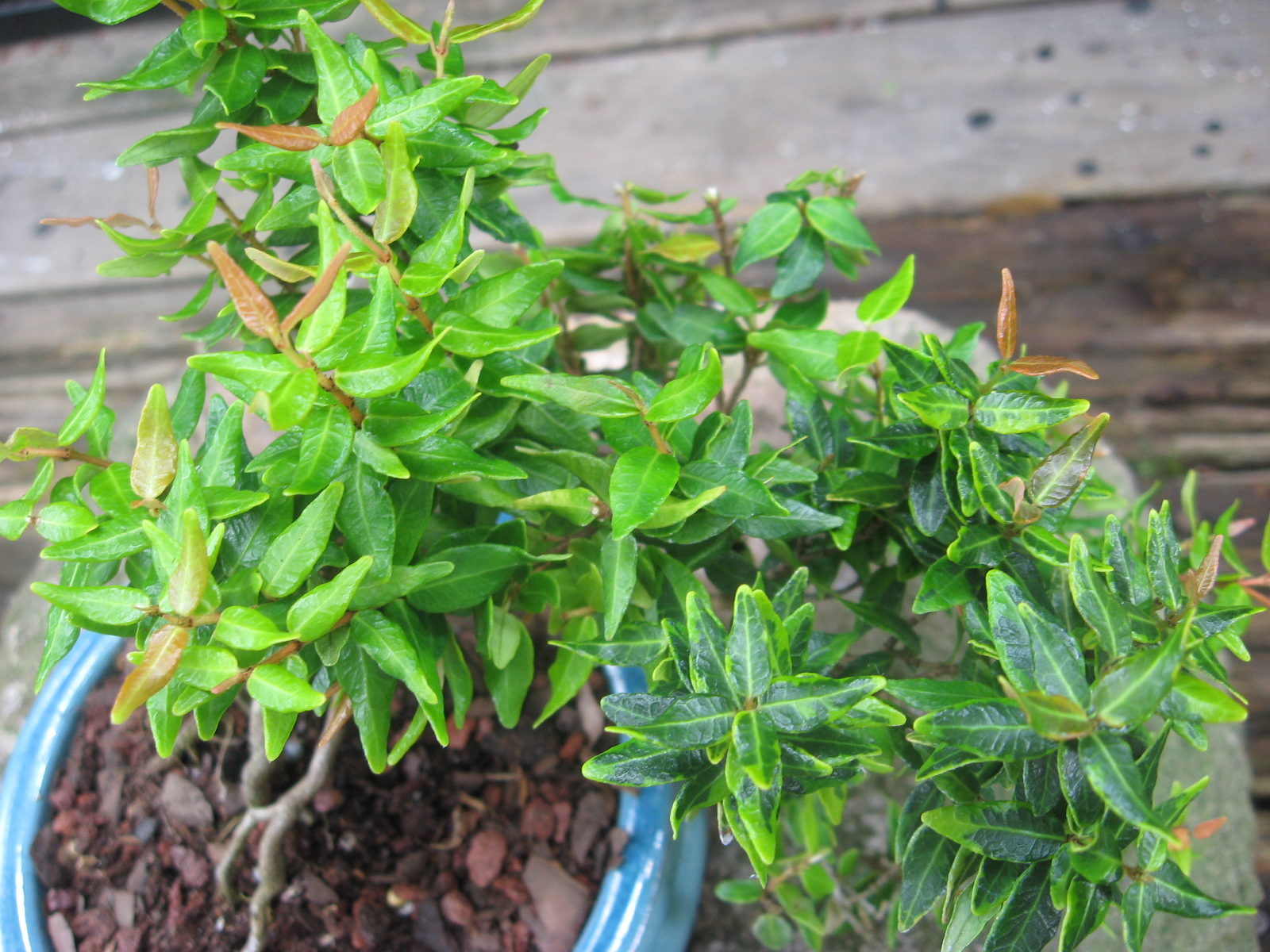 Bonsai Beginnings Dwarf Asiatic Jasmine blooms!