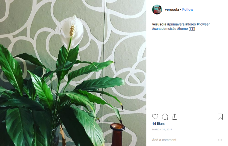 Cultivar plantas de agua Espatifilo cultivado en agua