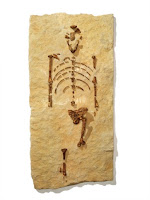 Esqueleto de Lucy