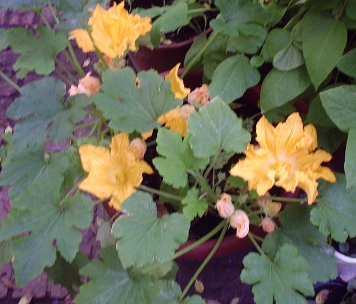 Sussexmouse Crafts Recycling and Tips