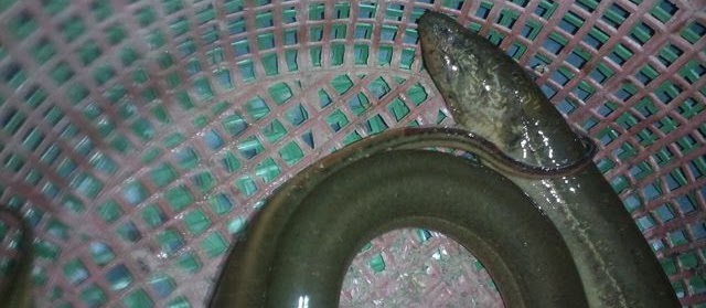 Makanan Asli Belut di Alam Bebas
