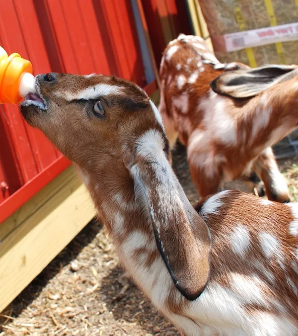 Bottle Feeding Goat Kids when to wean bottle fed goat kids, bottle feeding goats, bottle feeding goat kids