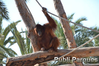 orangután de Borneo