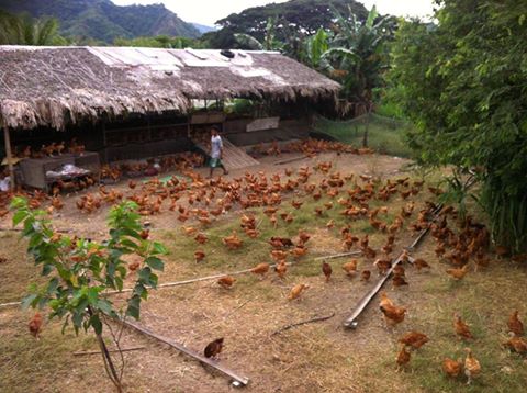 home business ideas in philippines how to start a free range