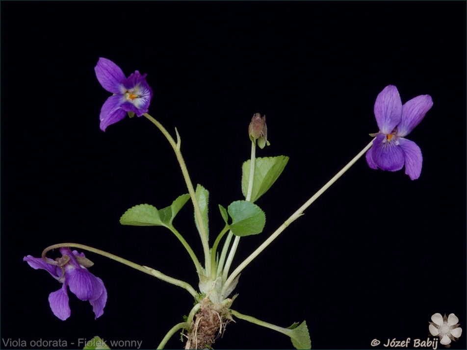 Viola odorata - Fiołek wonny