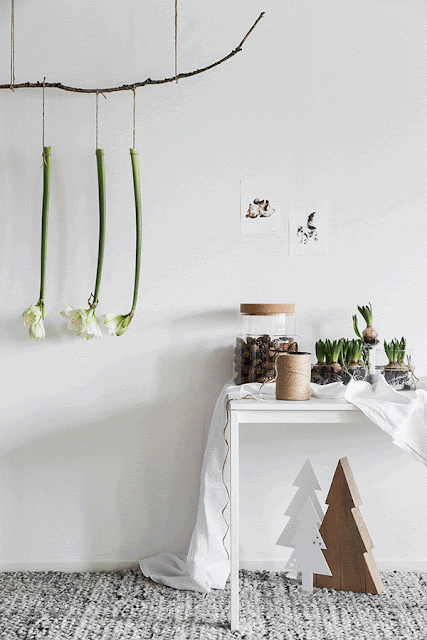 Noël 2015 Inspirations amaryllis jacinthes