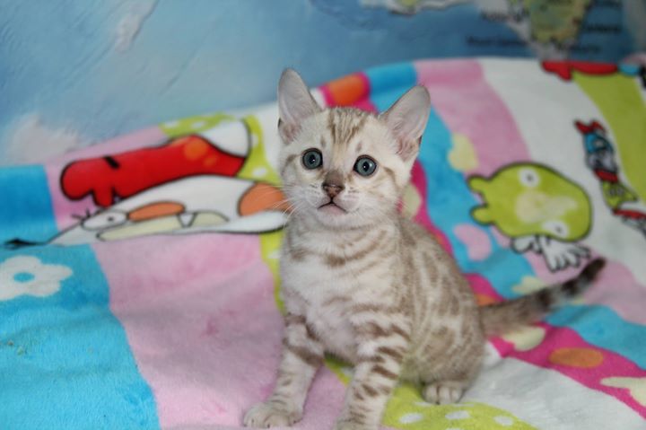 Available Kittens Deluxe Cattery Bengal Cat Breeder In Georgia