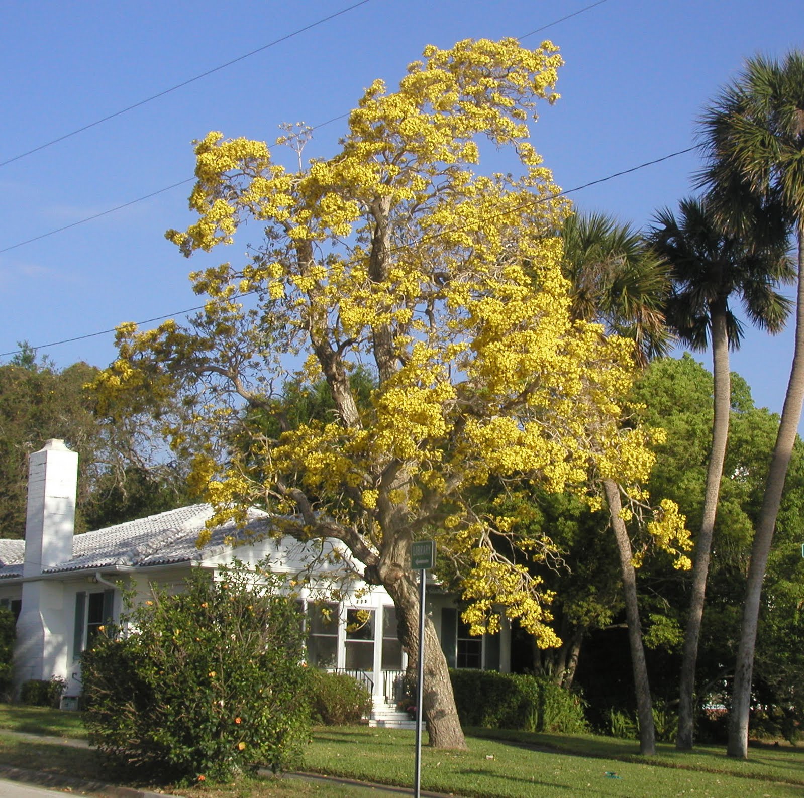 Gardening in Brevard Golden trumpet trees are in bloom