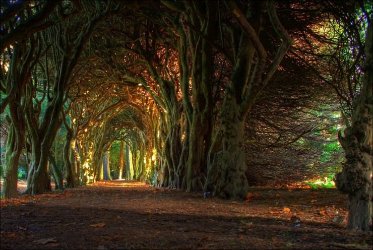 10. Tree Tunnel, Meath, Ireland - Top 10 Enigmatic Places