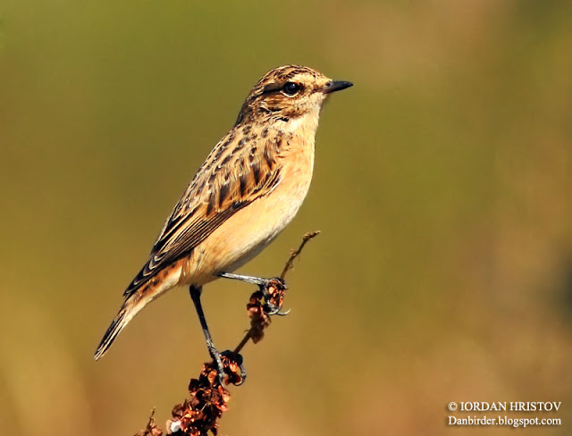 Whinchat photography