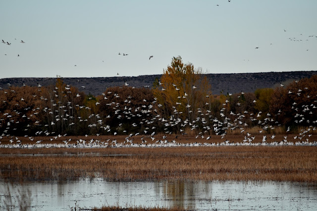 Snow Geese at Bosque del Apache National Wildlife Refuge