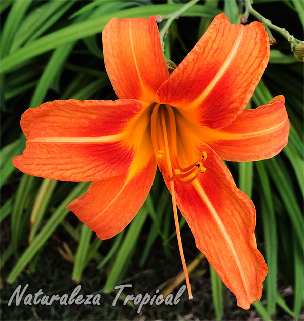 Flor característica del Lirio de día, Hemerocallis fulva