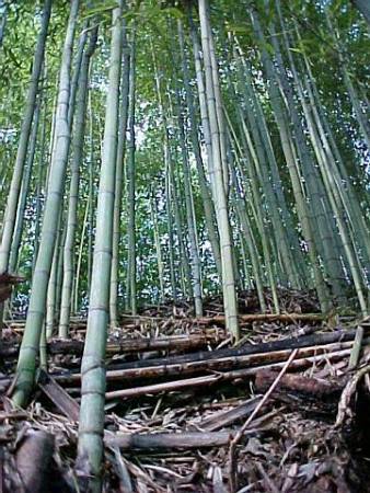  Bambu  Tanaman  Dengan Segala Keunikannya Yang Bermanfaat 