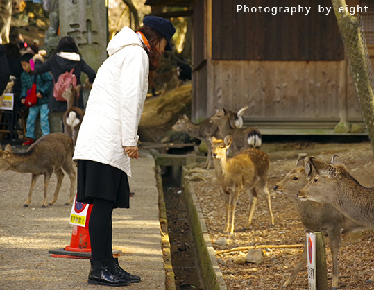 ニホンジカ ♀毛皮 23-12 ニホンジカ | 野生の王国 群馬サファリパーク