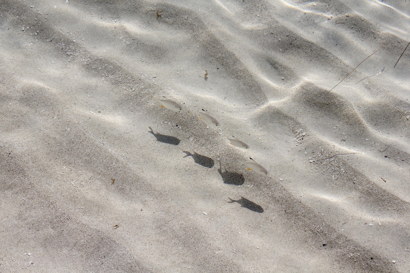 Small Fish at the Seashore 4 Small Fish by the Seashore