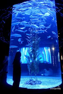 jakarta aquarium neo soho