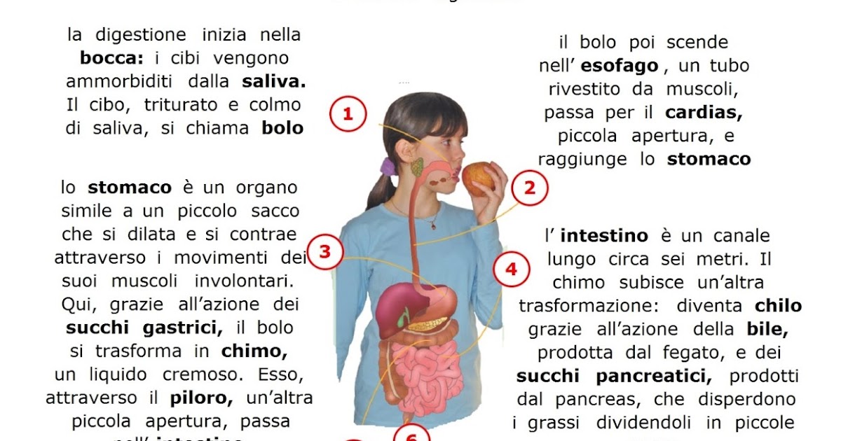 Apparato riproduttore femminile: come funziona | ellaOne®