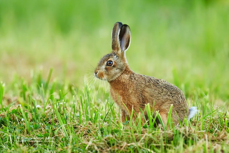 Wildlife Photographic Journals: Leverets