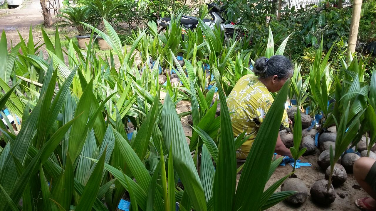jual bibit kelapa kopyor genjah pati bersertifikat jual bibit kelapa kopyor genjah pati bersertifikat